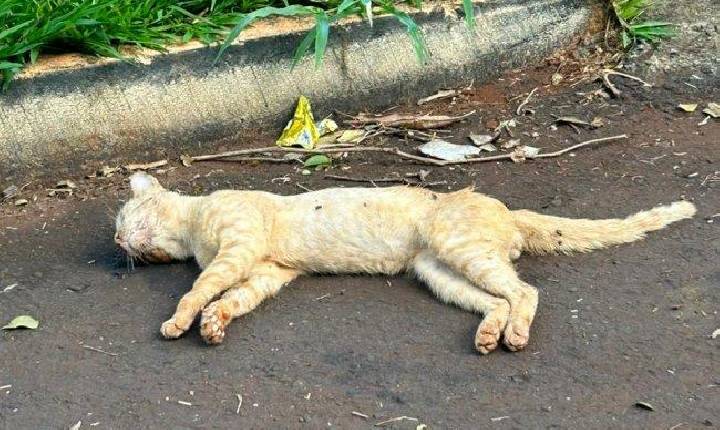 Morador denuncia envenenamento de animal doméstico em bairro de SH