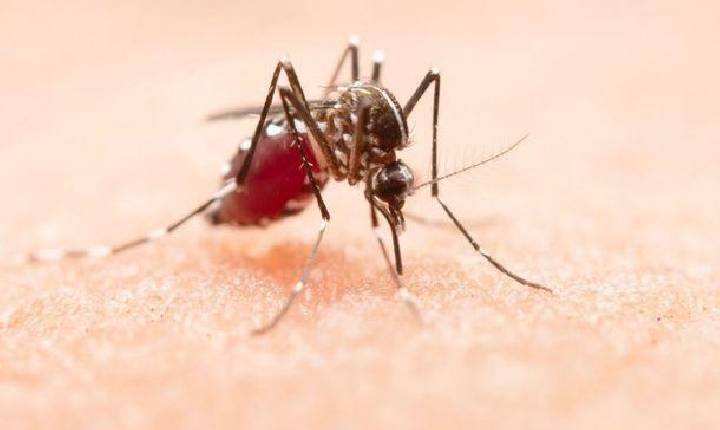 Novo boletim mostra que dengue não retrocede em Santa Helena