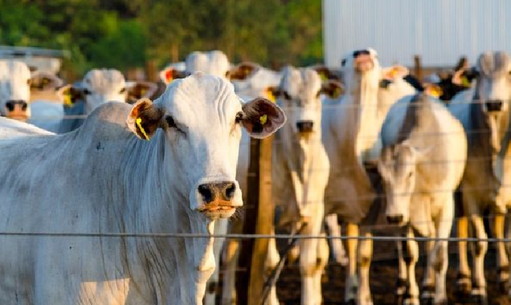 Pecuaristas de SH precisam fazer atualização do rebanho até o dia 30 de junho