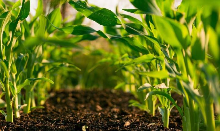 Santa Helena avança no Valor Bruto da Produção da Agropecuária