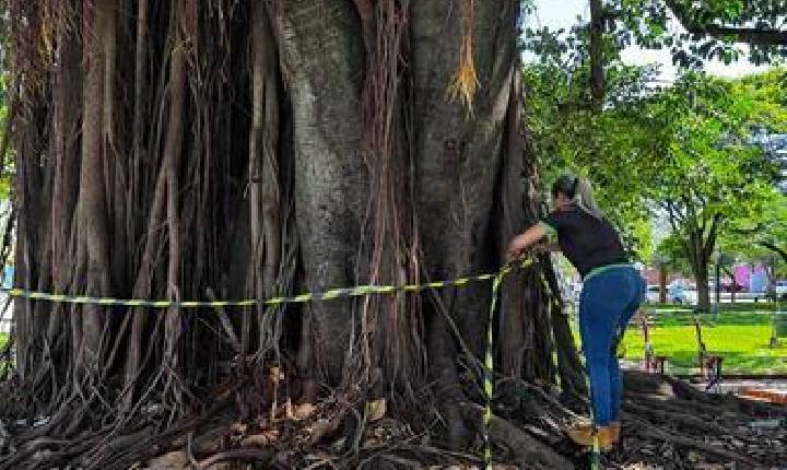 Vigilância em Saúde age rápido após identificação de infestação de ratos na praça central de Santa Helena