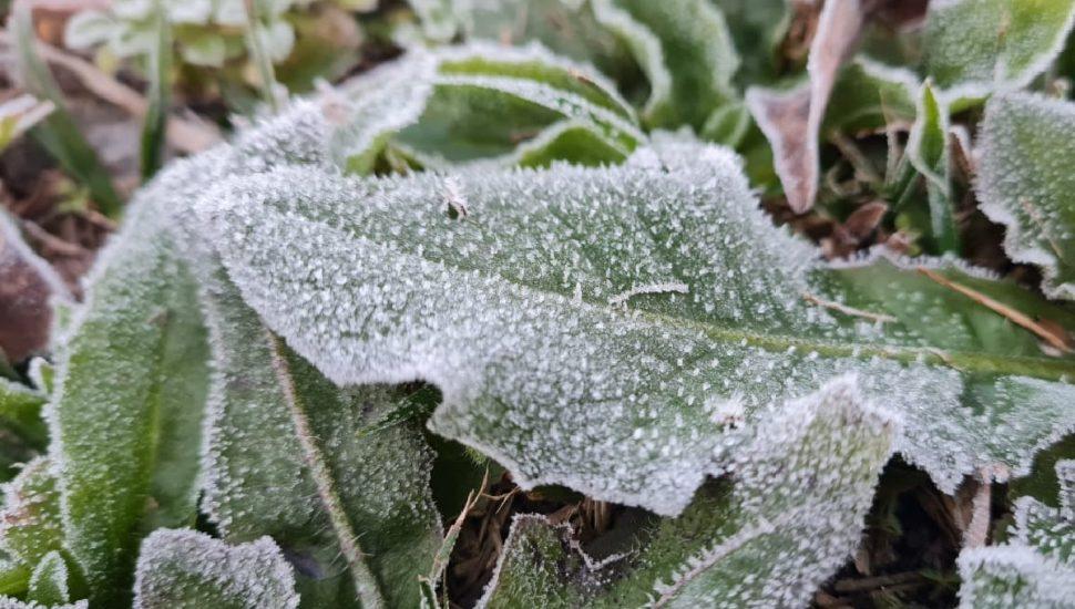 Frio intenso e geada podem atingir milho no Oeste do Paraná