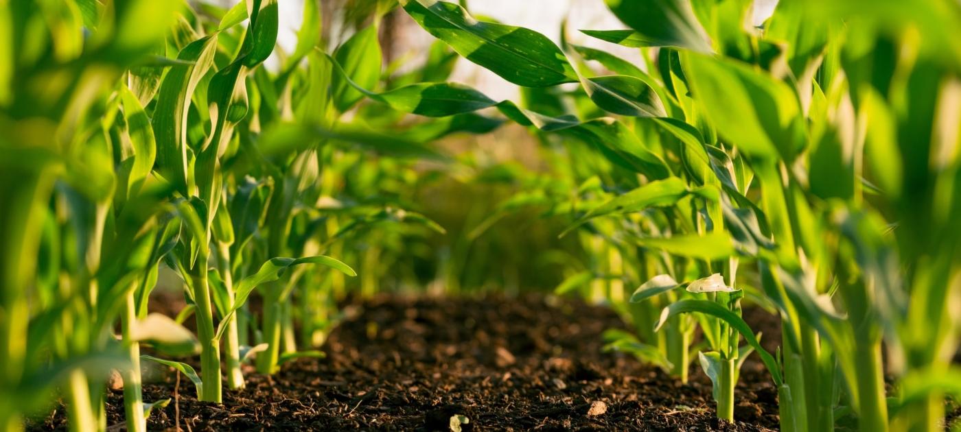 Santa Helena avança no Valor Bruto da Produção da Agropecuária