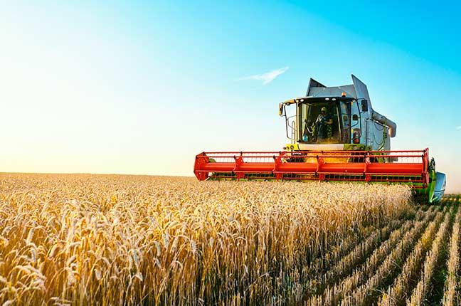 2º estado mais “agro” do país, Paraná vê fome bater à porta de mais de 50% dos lares