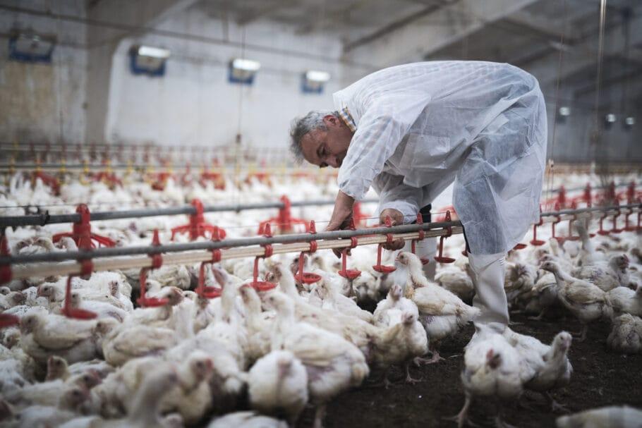 Gripe aviária se alastra pelos quatro cantos do mundo