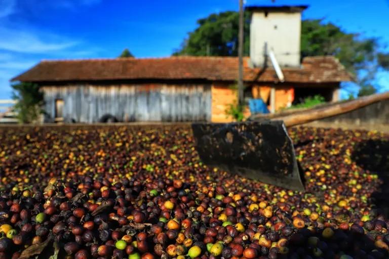 Cafeicultura paranaense com o foco na sustentabilidade