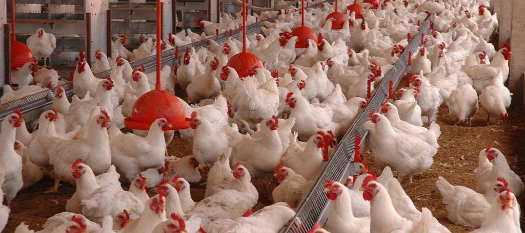 Exportações de carne de frango atingem recorde de 514,6 mil toneladas em março, diz associação