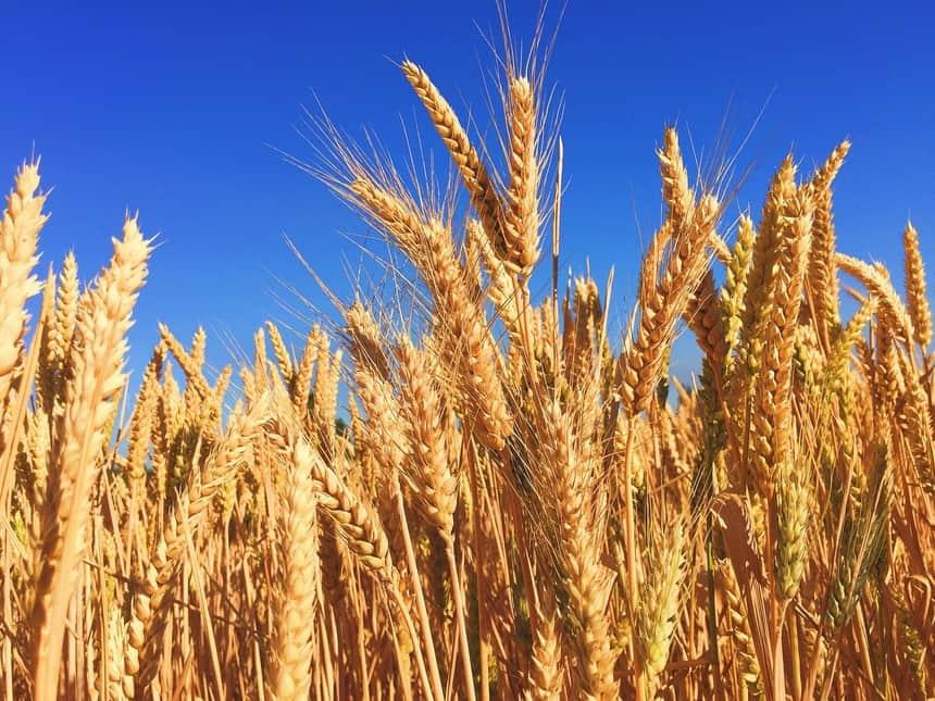 Produção de trigo deve aumentar 32% no Paraná neste ano