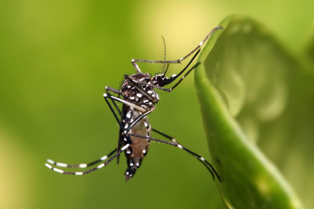 Aumento nos casos de dengue intensifica distribuição de medicamentos e inseticidas no PR, afirma Beto Preto