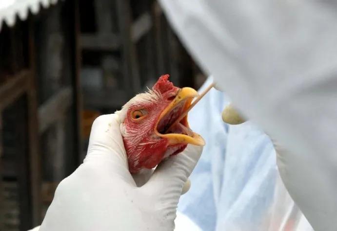 Surto de gripe aviária impactaria o agro do Paraná em R$ 7,4 bi ao ano