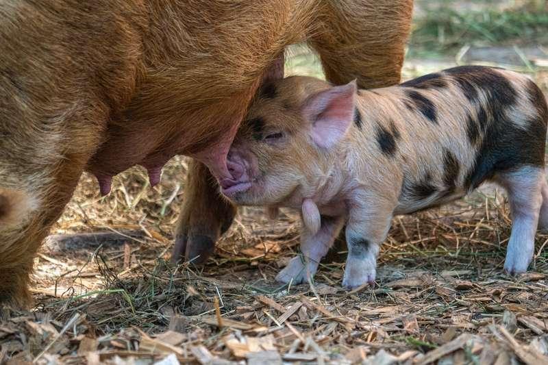 Médias mensais do preço do suíno e da carne registram alta em julho