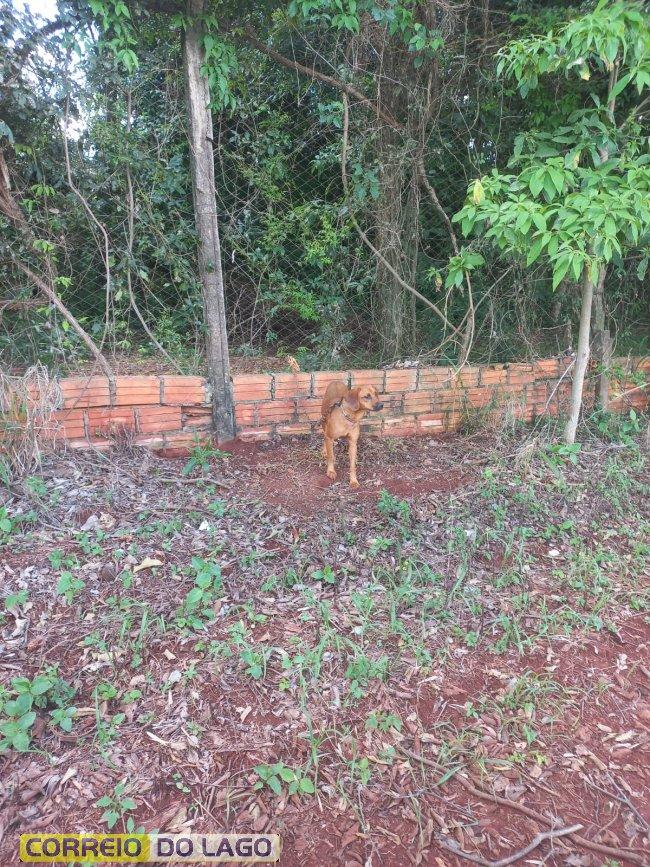 Cadelinha é abandonada presa, sem água e sem comida em Santa Helena