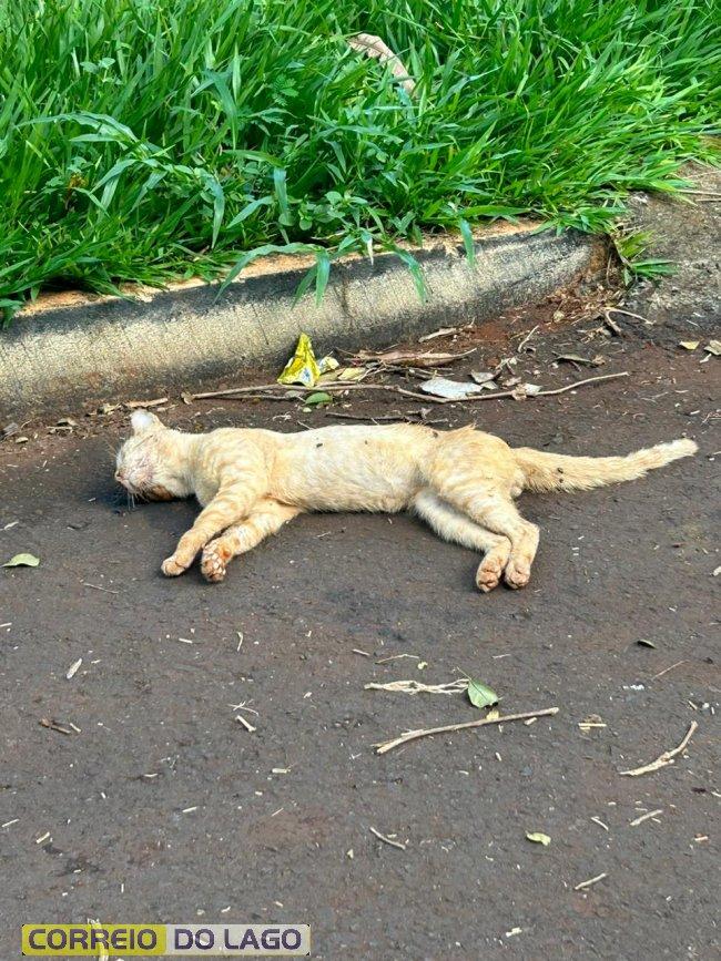 Morador denuncia envenenamento de animal doméstico em bairro de SH