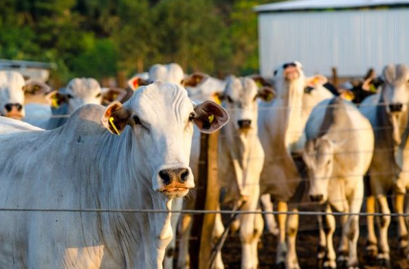 Pecuaristas de SH precisam fazer atualização do rebanho até o dia 30 de junho